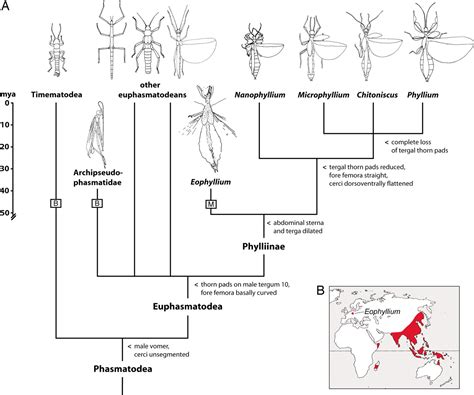 The first fossil leaf insect: 47 million years of specialized cryptic morphology and behavior | PNAS