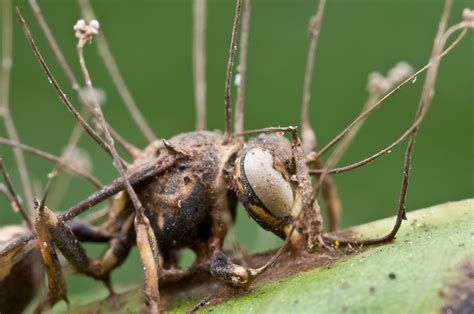 Zombie-Ant Fungus Ophiocordyceps unilateralis attack | Interesting ...