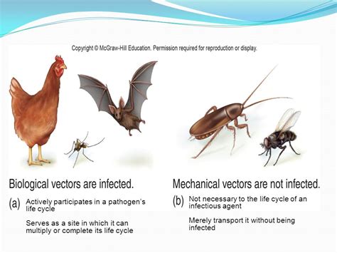 What Is A Biological Vector at Vectorified.com | Collection of What Is ...