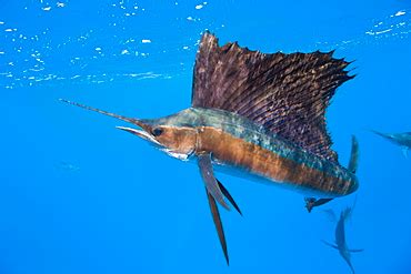 High Quality Stock Photos of "sailfish" | Ocean creatures, Sea animals, Marine animals