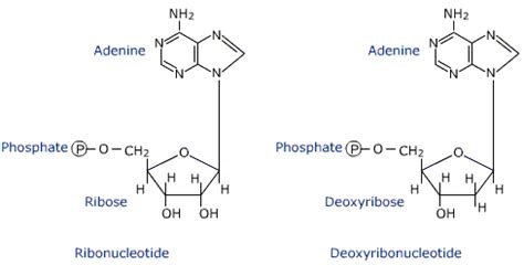 Deoxyribonucleotide - Alchetron, The Free Social Encyclopedia