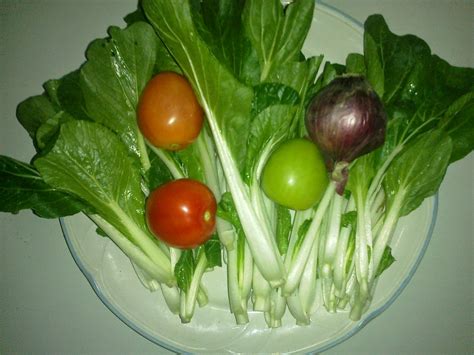 dalikan: Organic Food: Vegetable Salad - Tomato, Onion and Pechay (Chinese Cabbage)