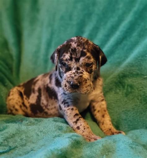 AKC Merle Male Great Dane - Great Dane Puppies for Sale in Missouri ...