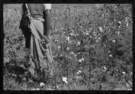 File:Black female sharecropper picking cotton.jpg - Wikimedia Commons