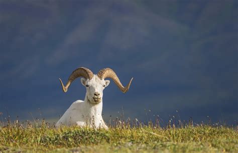 Denali National Park | Dall Sheep on the Ridge