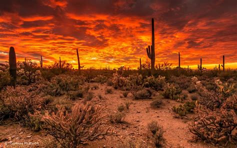 Sunset … Saguaro National Park, Arizona, USA … Photographed by Thomas ...