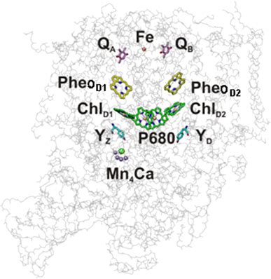 Three-dimensional structure of the core complex of PS II (view parallel... | Download Scientific ...