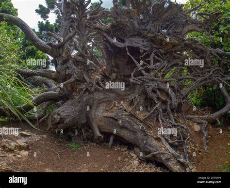 Fallen Tree Roots Stock Photo - Alamy