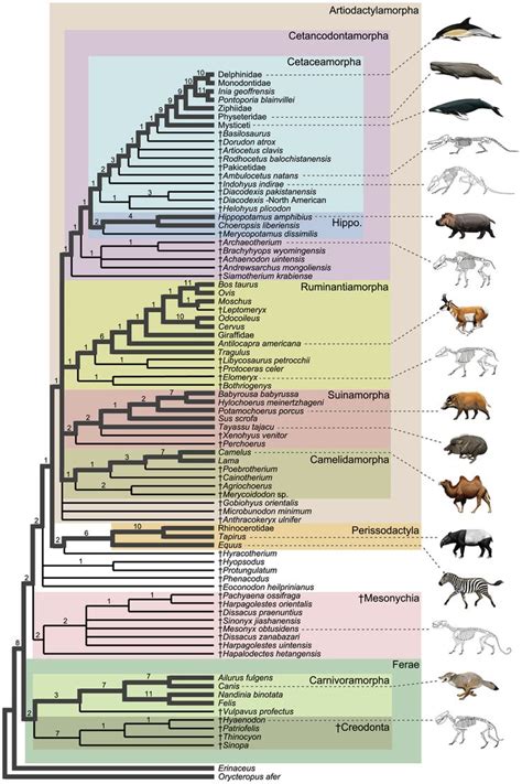 Whippomorpha | Artiodactyla, Evolution, Nature education