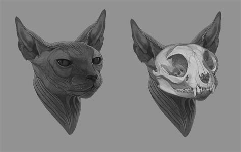 Anatomic Study - Sphynx cat's Skull by amanana on DeviantArt