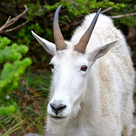 Rocky Mountain Goat Photograph by Karon Melillo DeVega