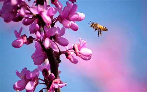 Download Pink Flower Flower Animal Bee HD Wallpaper