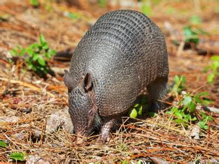 Armadillo Removal: Winter Park, Deltona & Orlando, FL: Proteck Wildlife Solutions