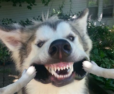 15 Most Funniest Wolf Face Pictures And Images Of All The Time | Funny wolf, Wolf face, Face ...