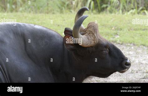 Gaur horns Stock Videos & Footage - HD and 4K Video Clips - Alamy