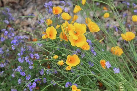 Spring Desert Flowers Photograph by David T Wilkinson - Fine Art America