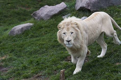 White Lion male - ZooChat