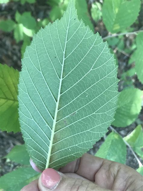 The Elm Project, Part 2: American Elm and Slippery Elm · iNaturalist