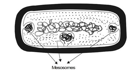 Bacterial Cell Structure and Function - Page 2 of 2 - Pharmapproach.com