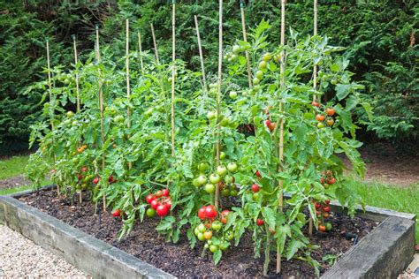 Can You Use Neem Oil On Tomato Plants? - Farmer Grows