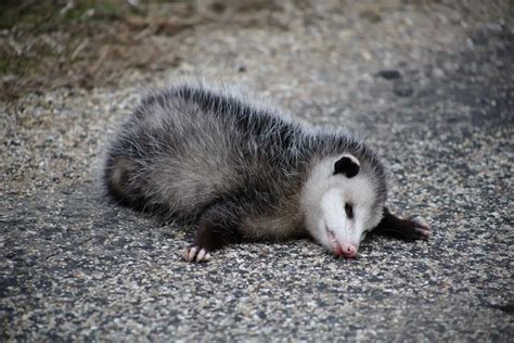 Do Possums Play Dead? Death-Feigning | Assorted Animals