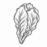 Romaine Lettuce Coloring Page sketch template