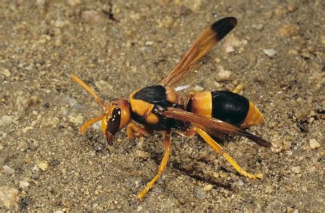 Potter Wasp - Queensland Museum