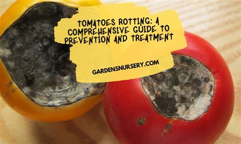 Tomatoes Rotting: A Comprehensive Guide To Prevention And Treatment