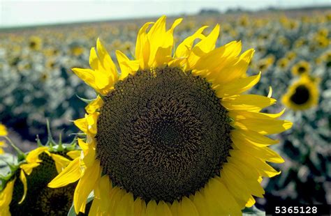 common sunflower, Helianthus annuus (Asterales: Asteraceae) - 5365128