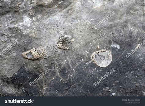 Great Permian Extinction Stock Photos and Pictures - 3 Images | Shutterstock