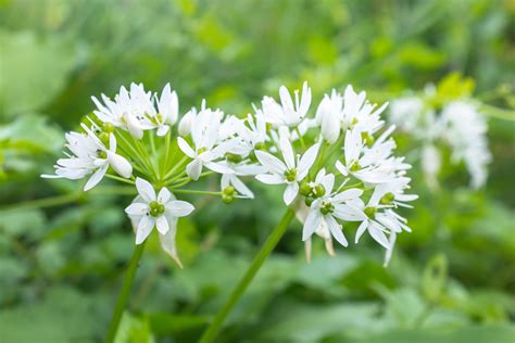 Nira Chives (Allium tuberosum) - Food Gardening Network