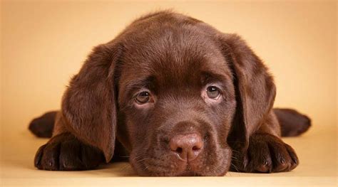 6 Things to Consider Before Buying a Labrador Puppy