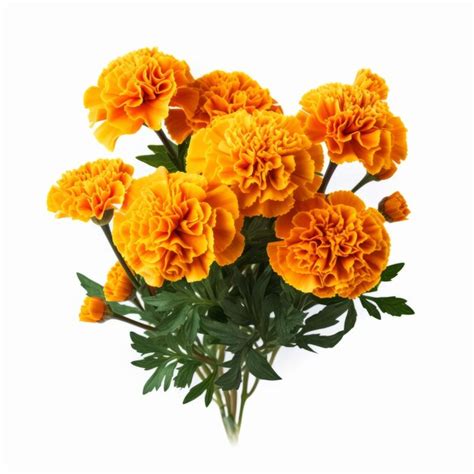 Premium Photo | Vibrant Orange Marigold Bouquet On White Background