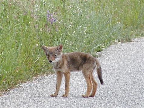 Arb Notes for October 29 – Coyote Dens – Cowling Arboretum – Carleton ...