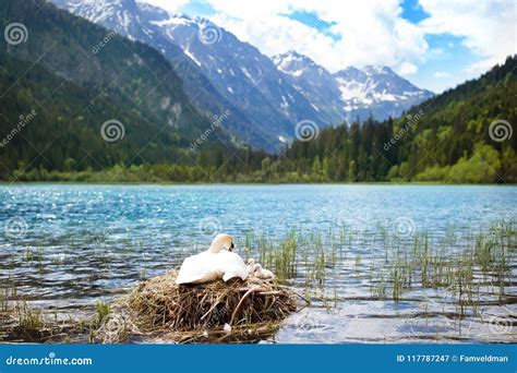 Swan Nest in Mountain Lake. Mother Bird and Babies Stock Image - Image of european, austria ...