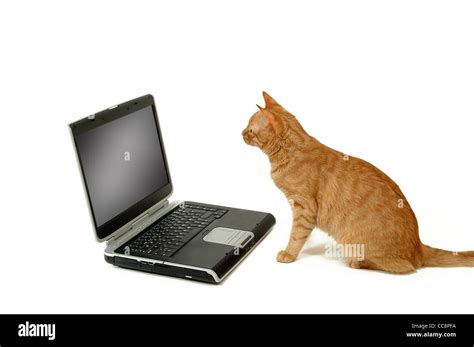 Cat is using laptop computer isolated on a white background Stock Photo ...