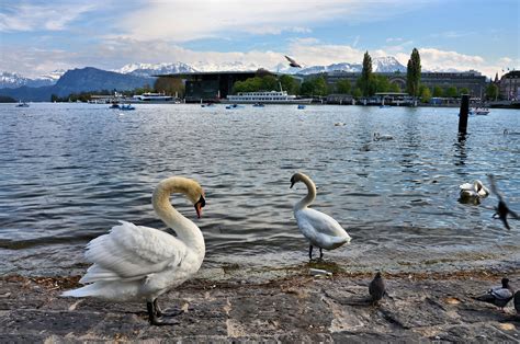 Swans, Lake Lucerne and Swiss Alps in Lucerne, Switzerland - Encircle Photos