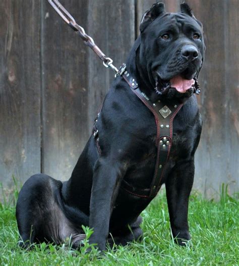 #presa canario #bestiacollars #handmade #leather #harness | Cachorros ...