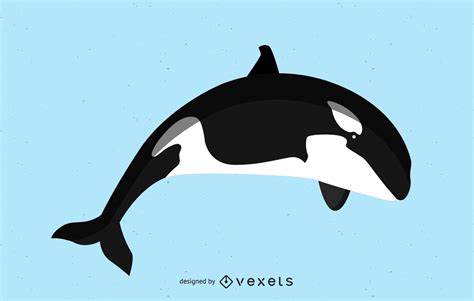 Killer Whale Vector Image Vector Download