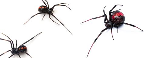 Identifying Black Widow Vs Redback Spiders: Which is Deadlier?