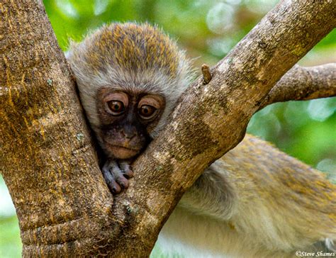 Vervet Monkey Baby | Tarangire National Park, Tanzania 2019 | Steve Shames Photo Gallery