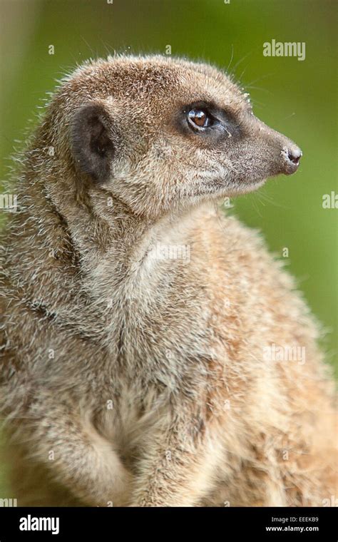 Alert meerkat photo Stock Photo - Alamy