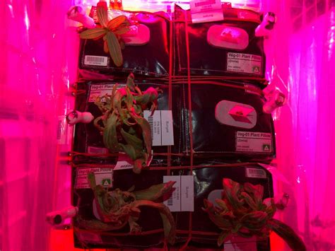 NASA's Space Station Plants Are Dying, But Space Gardening Is Coming ...