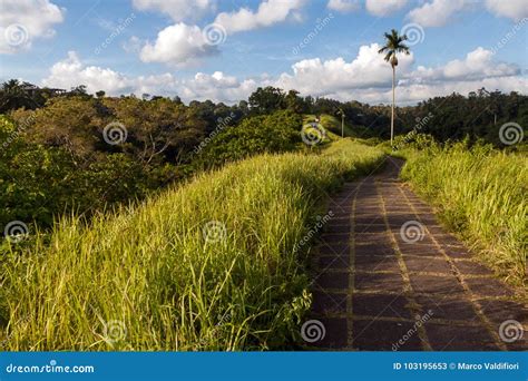 Campuhan Ridge Path stock image. Image of runway, paradise - 103195653