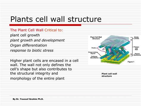 PPT - Plants cell wall structure PowerPoint Presentation, free download - ID:1182117