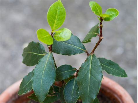 Can You Grow Bay In A Container: How To Keep A Bay Leaf Tree In A Pot | Gardening Know How