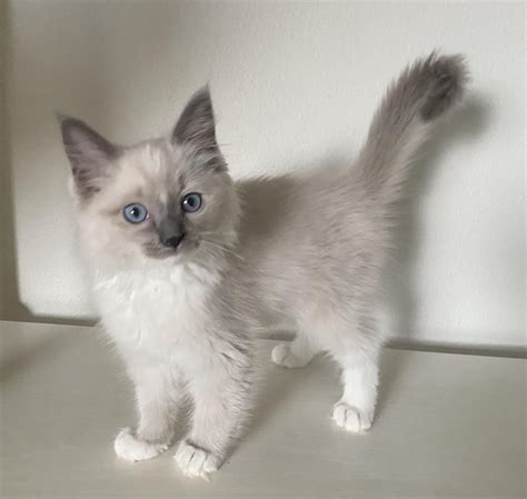 Our 10 week old Ragdoll Kitten, we named him Echo. 🥰 : ragdolls