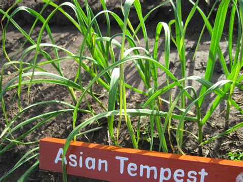 Growing Ontario Garlic: Planting Bulbils