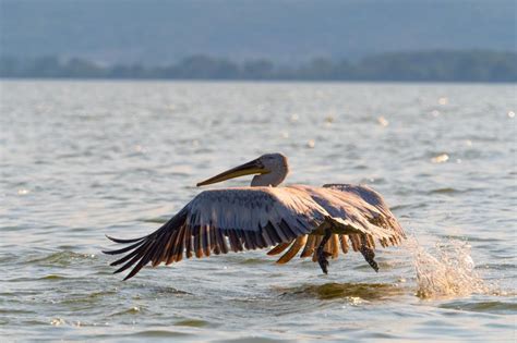 Free Stock Photo of A pelican flying over water | Download Free Images ...