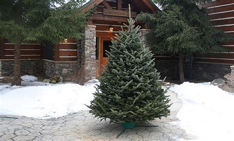 Fresh-Cut Christmas Tree | Groupon Goods